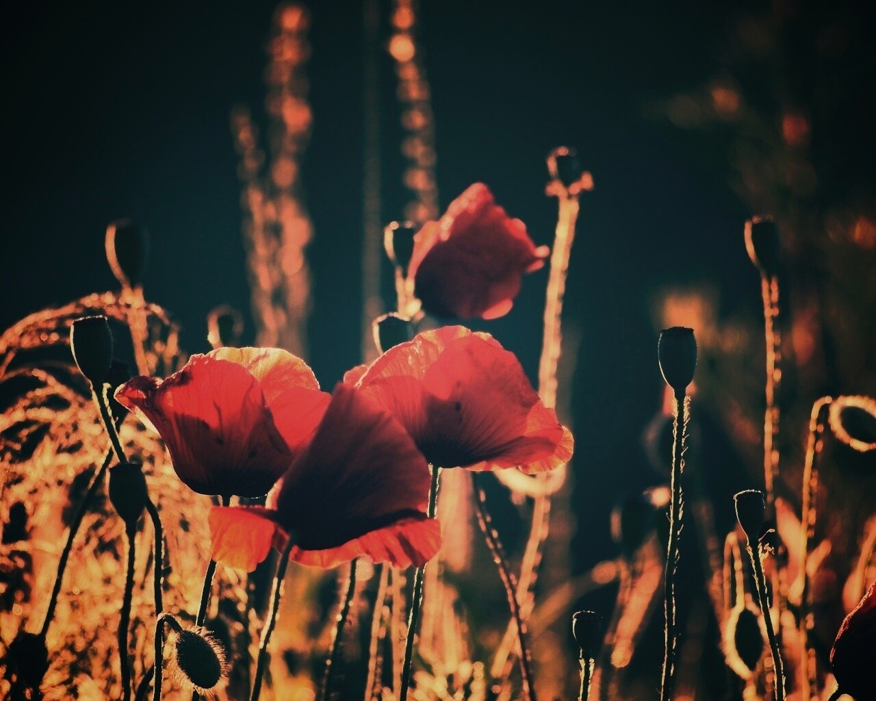 Макро фото мака обои