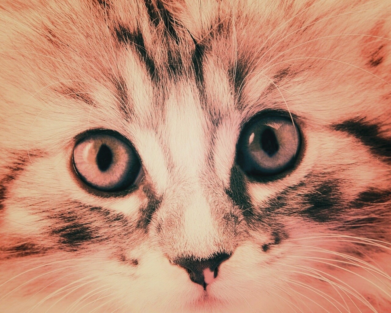 Пушистый котенок обои