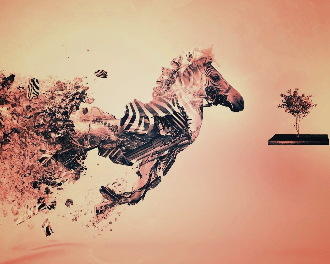 Зебра и бонсай обои