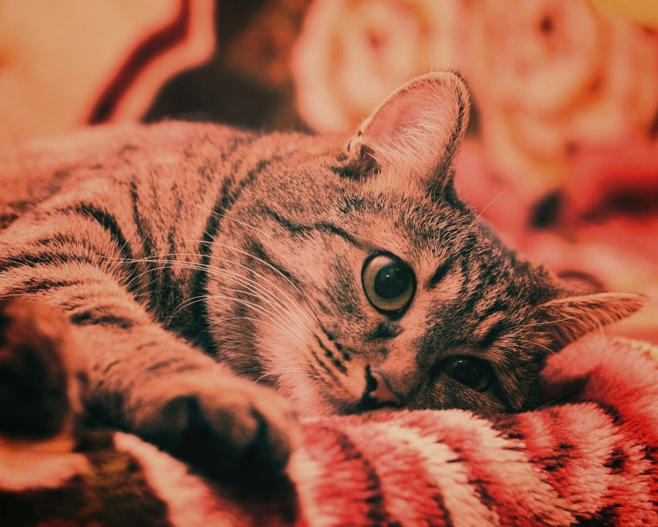 Полосатая кошка обои