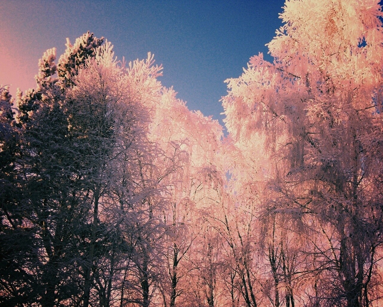 Замерзший лес обои