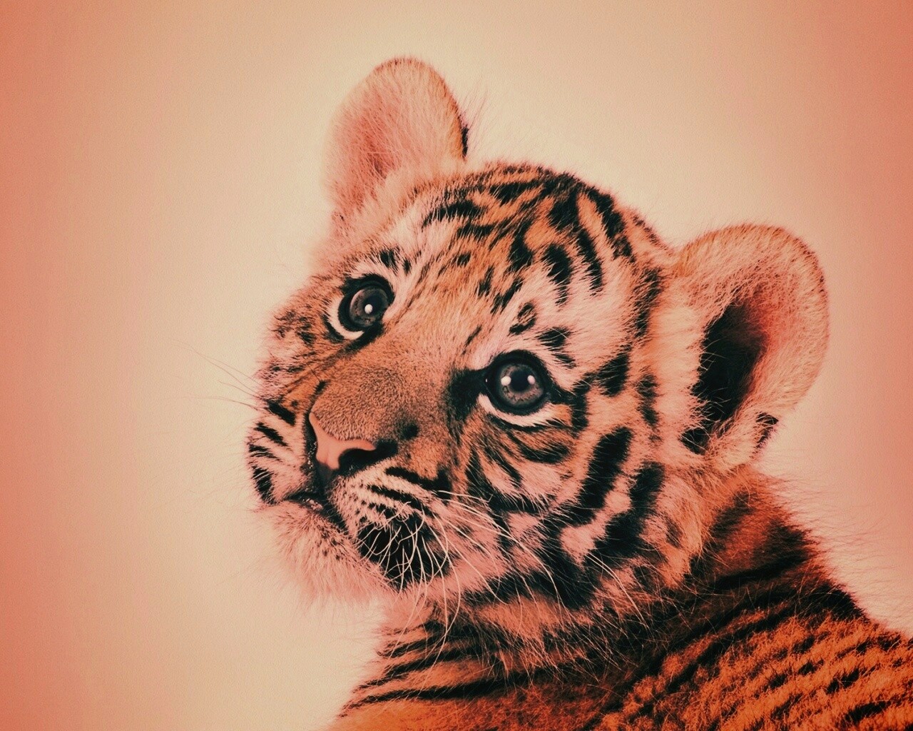 Тигрёнок с грустным взглядом обои