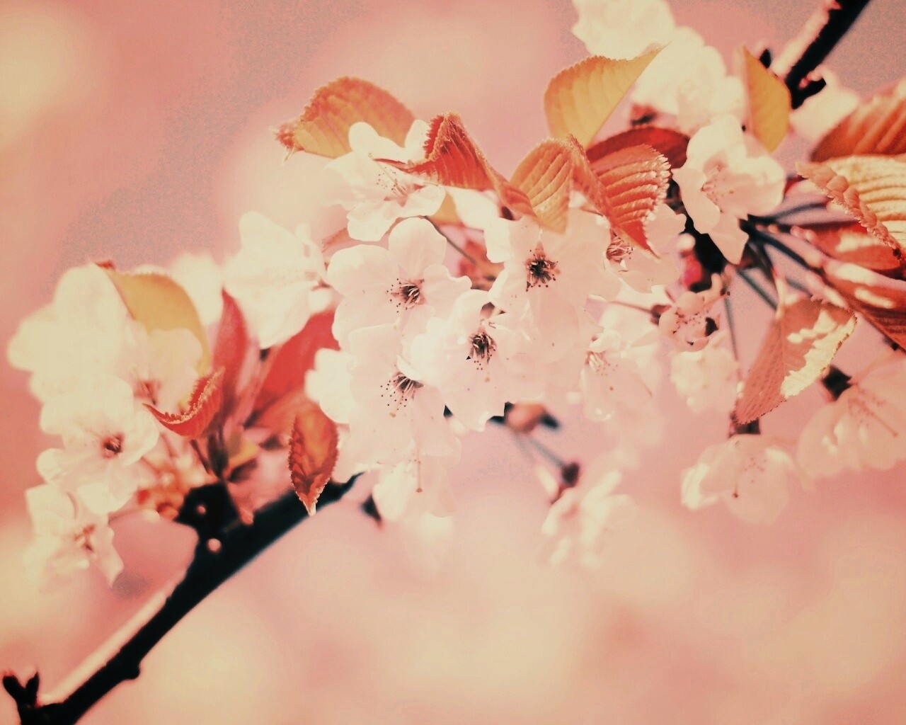 Белые цветы вишни обои