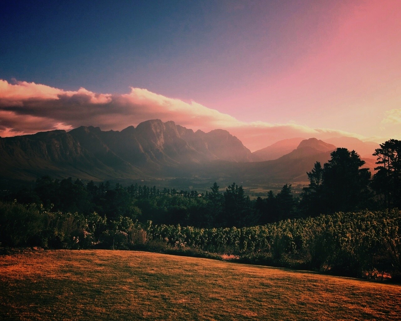 Виноградники в Африке обои