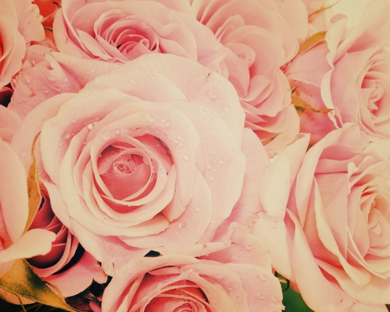 Букет розовых роз обои