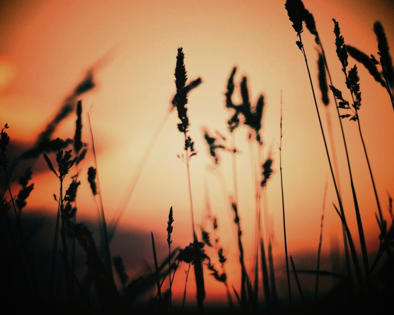 Дыхание природы обои