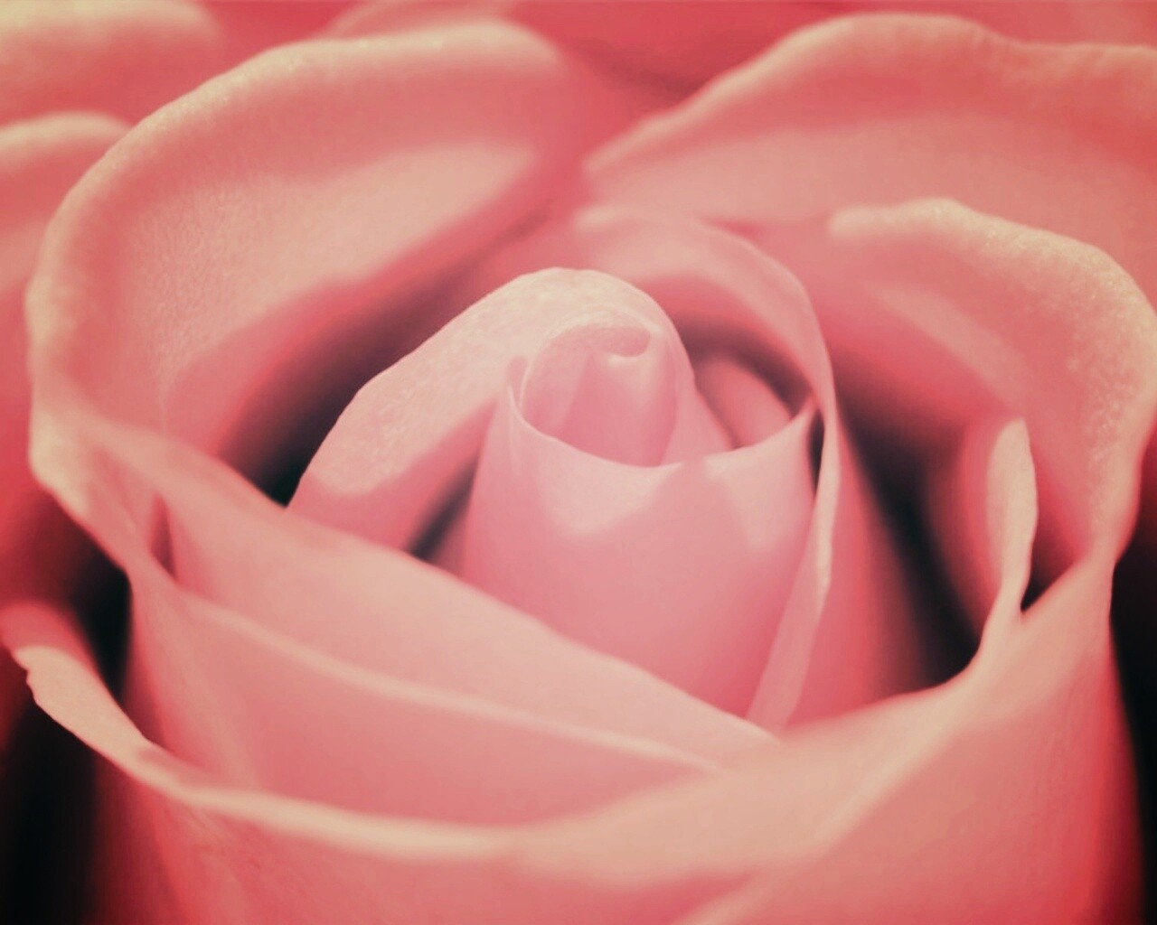 Фиолетовая роза макро обои