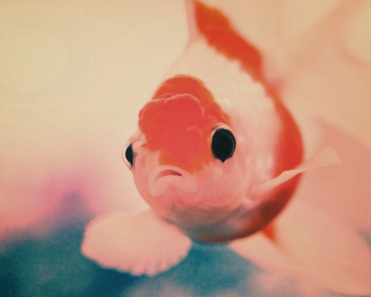Аквариумная золотая рыбка обои
