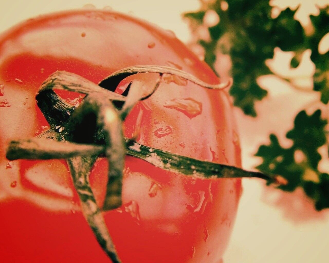 Свежая помидорка обои