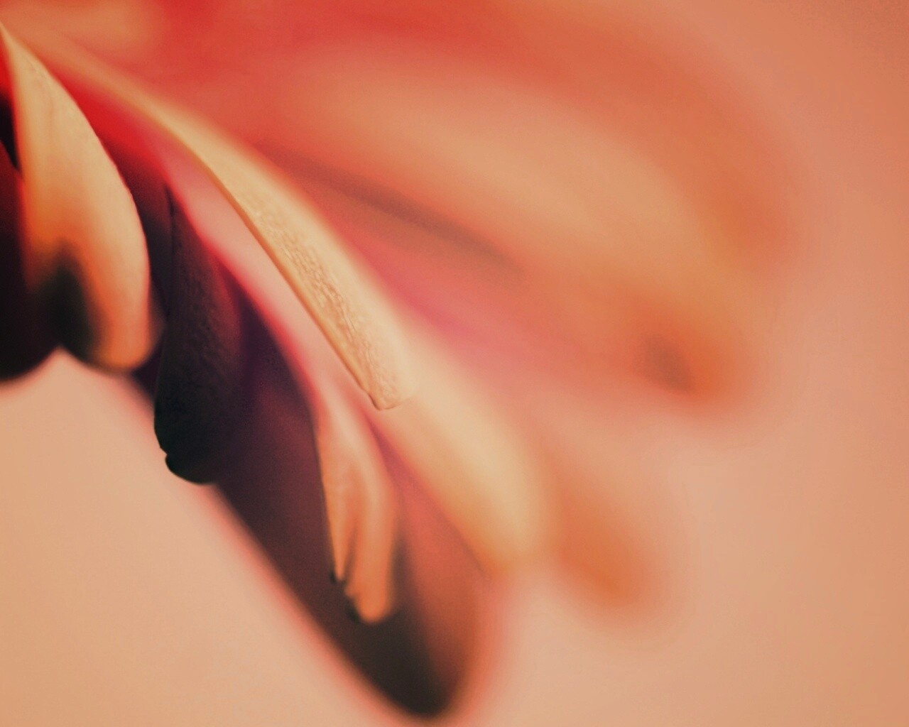 Лепестки цветка в макро обои