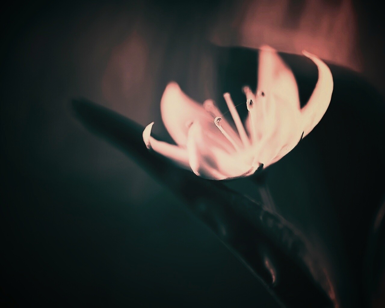 Белый цветок обои