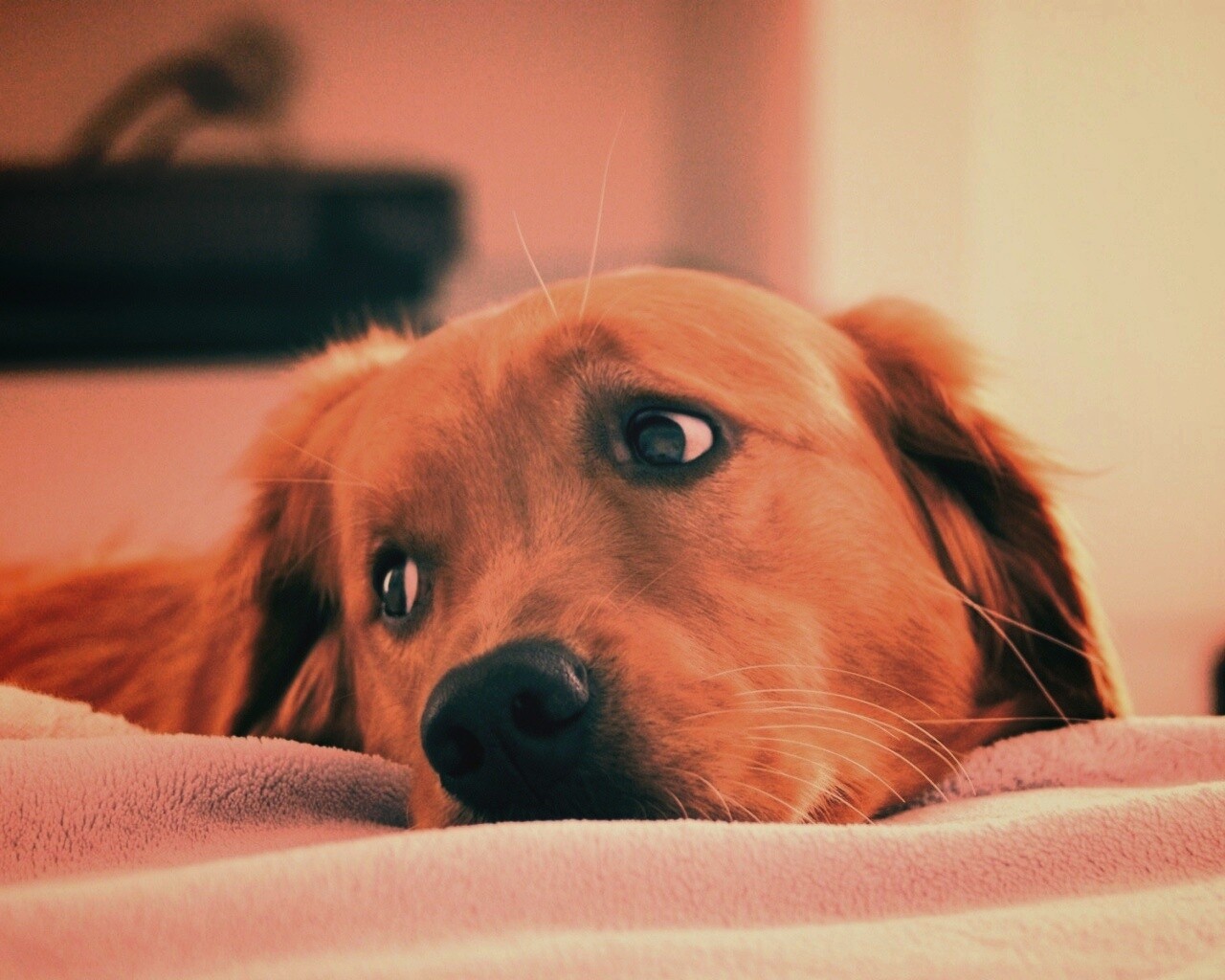 Лабрадор-ретривер обои