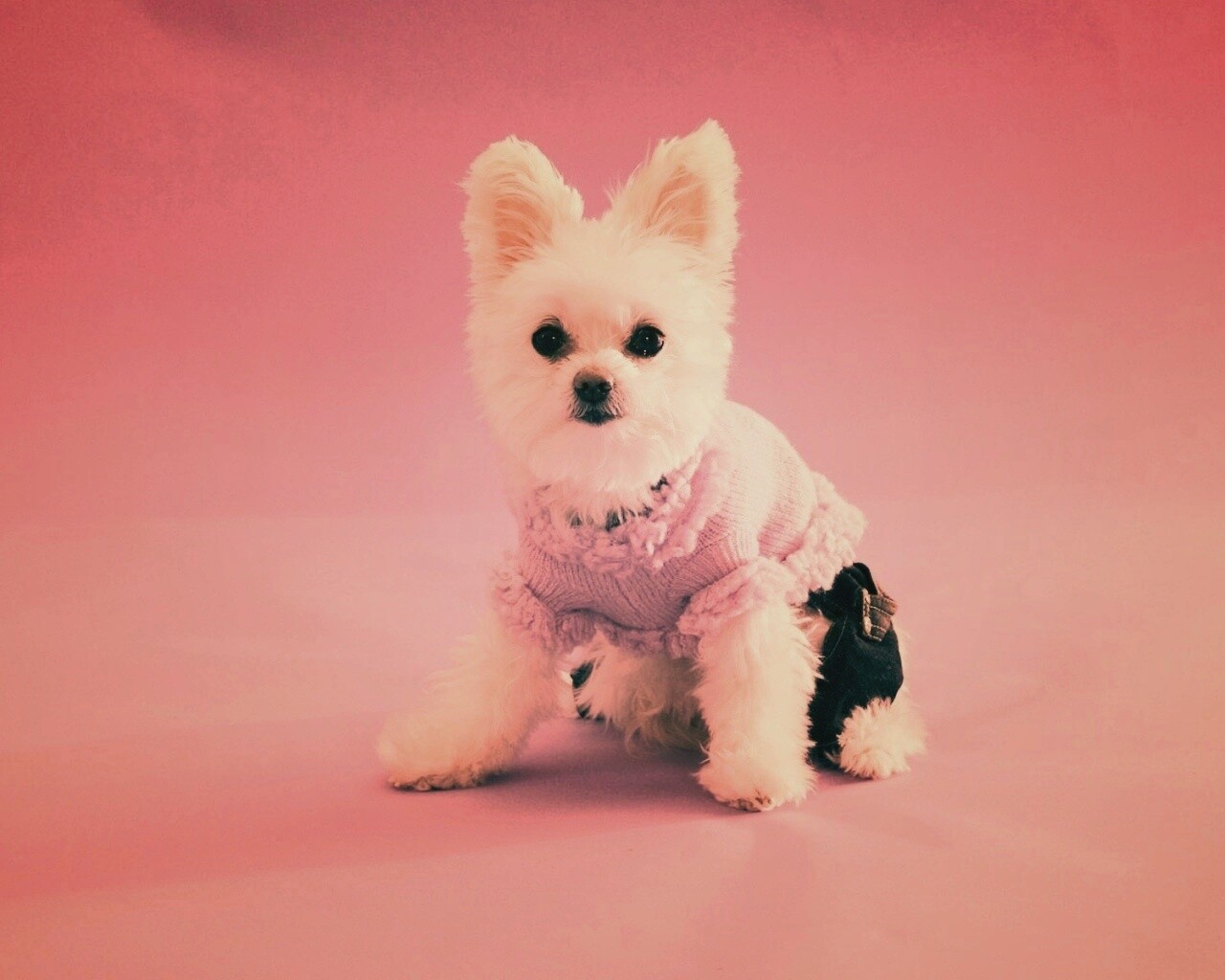 Собачка в свитере обои