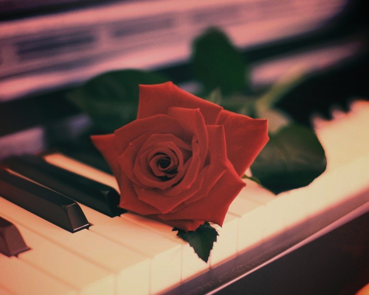 Роза на клавишах пианино обои