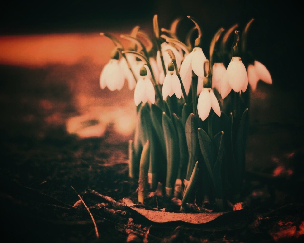Подснежники - весенние цветы обои