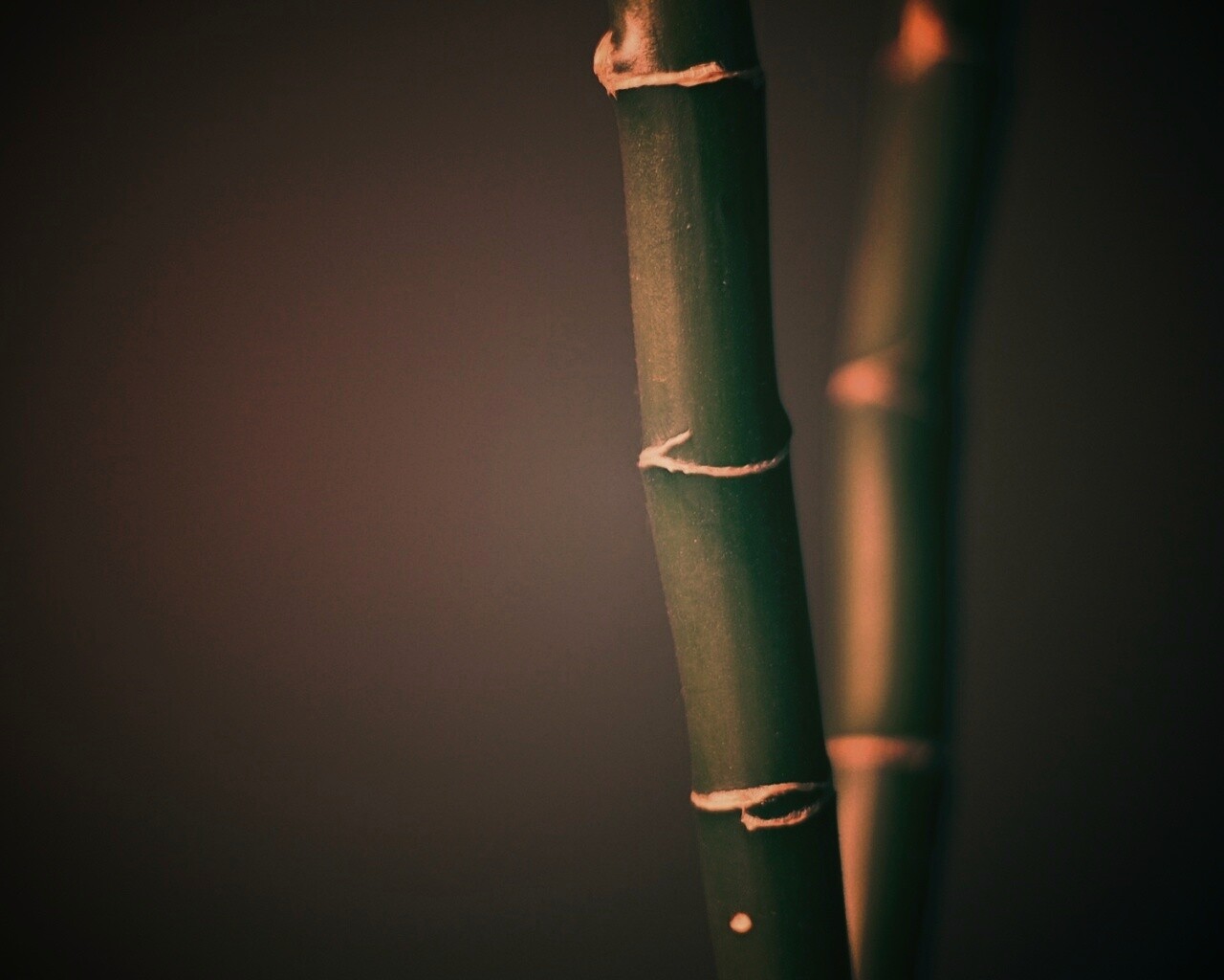 Макро фото стебля бамбука обои