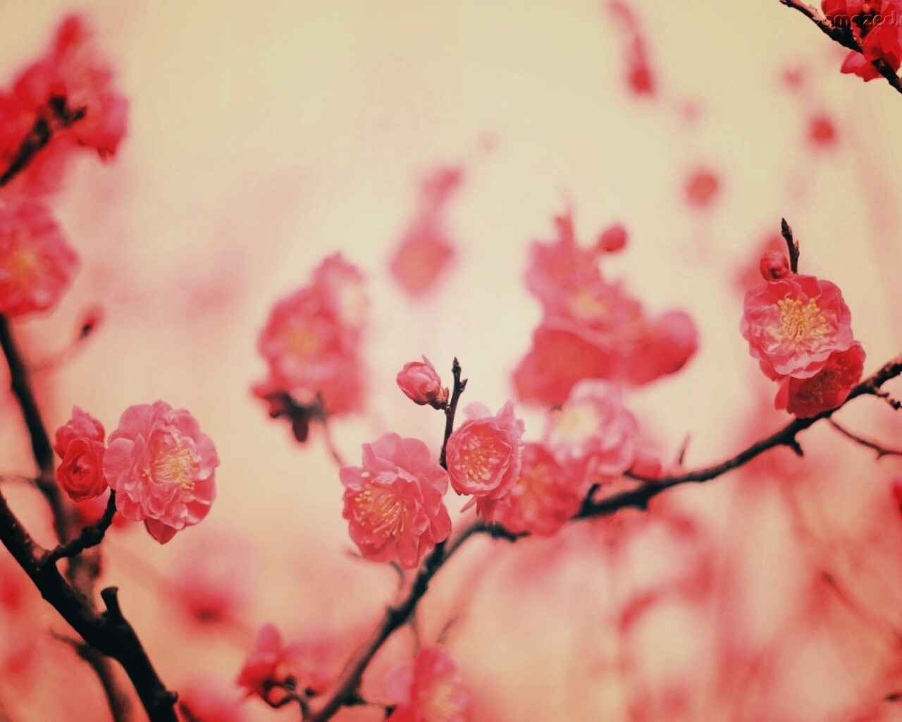 Цветение деревьев обои