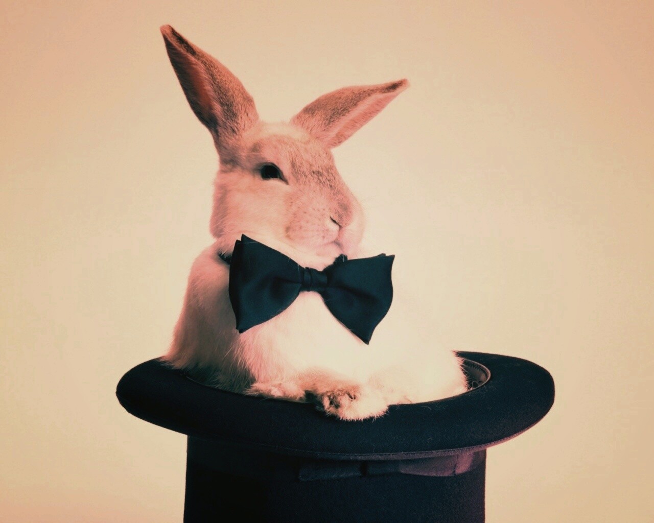 Кролик в цилиндре фокусника обои