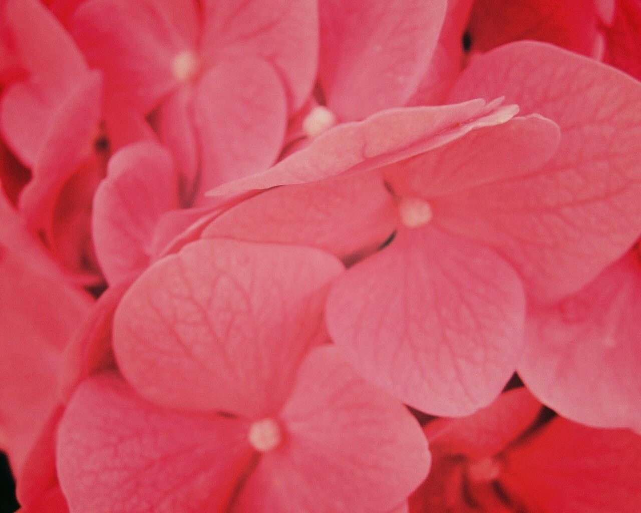 Фиолетовые нежные цветы обои