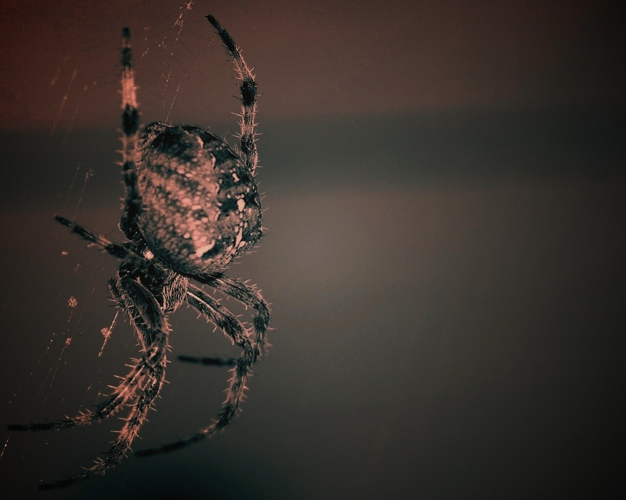 Паук обои