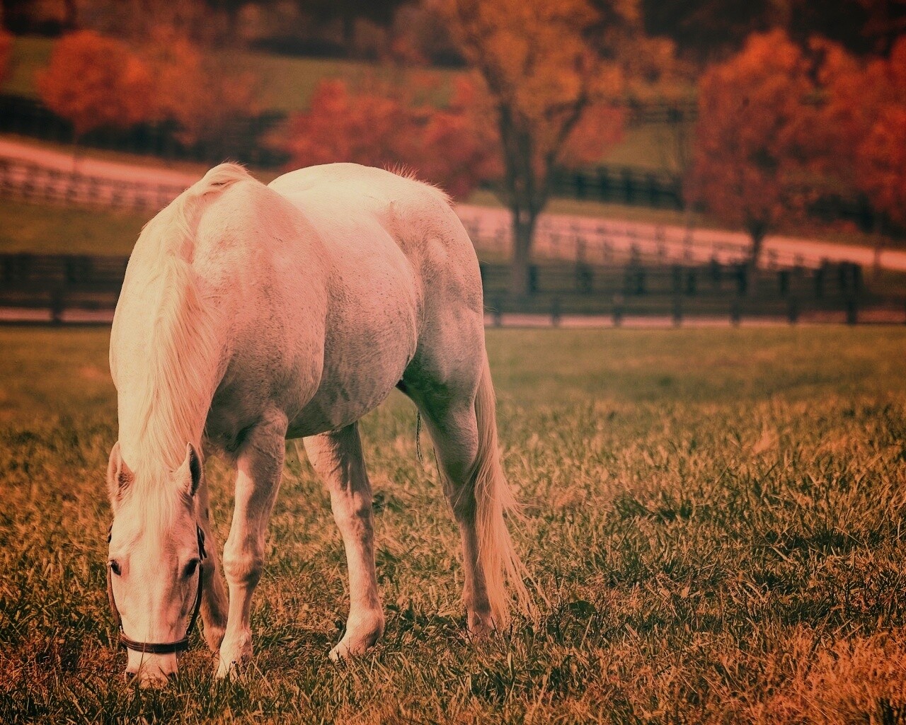 Красивая белая лошадь обои