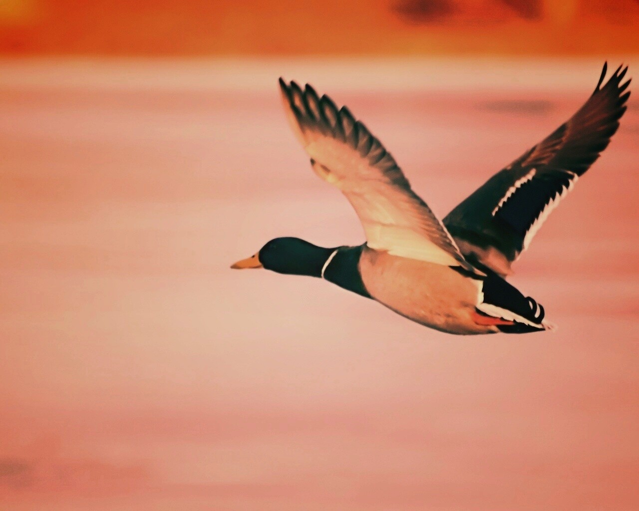 Полёт утки обои