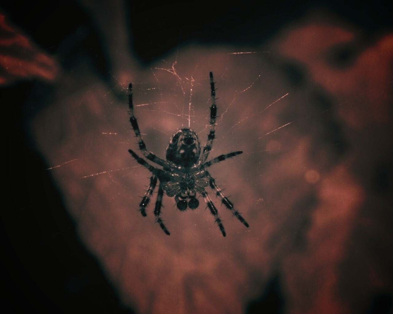 Паук на паутине обои