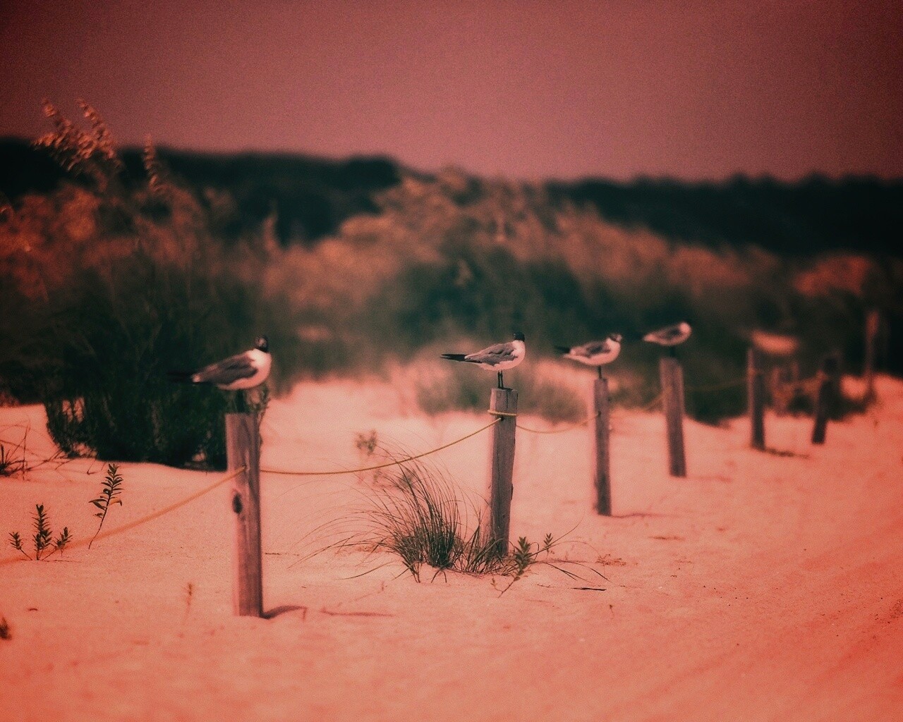 Птички на столбиках обои