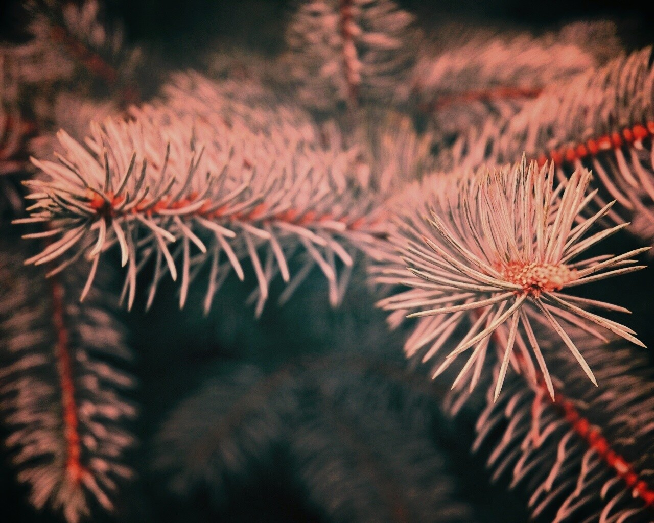 Ветки голубой ели обои