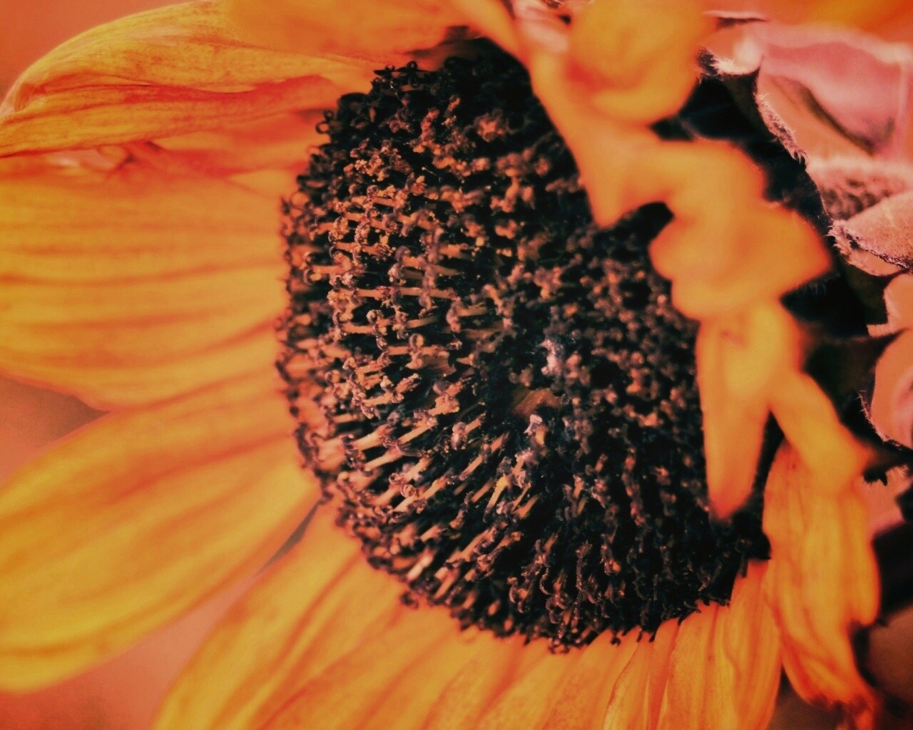 Подсолхну осенью обои