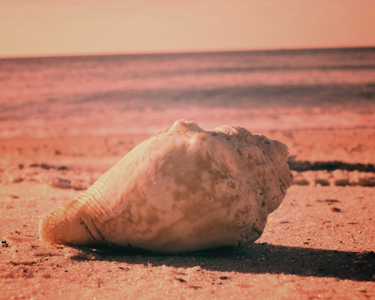 Морская раковина на пляже обои