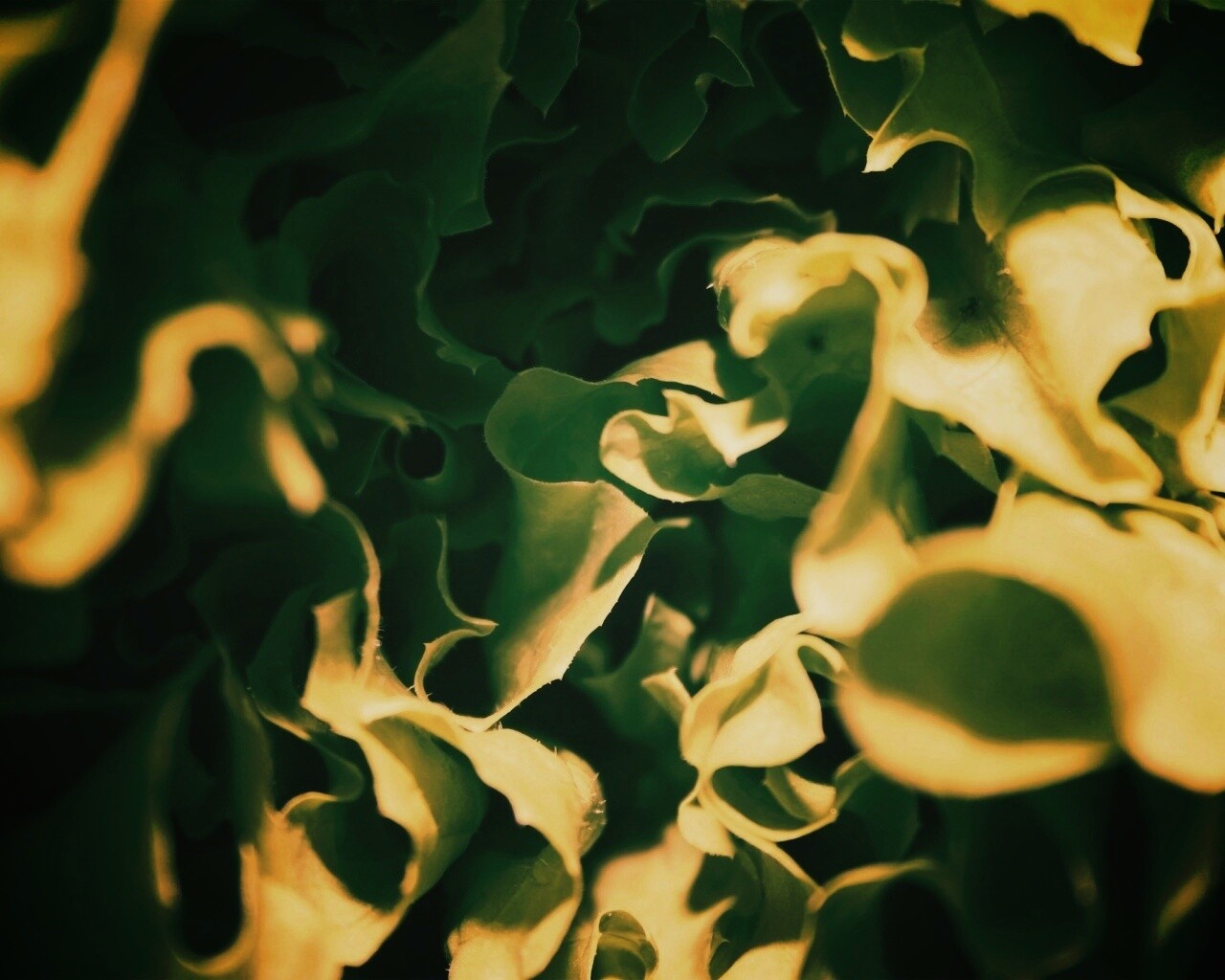 Зеленая листва обои