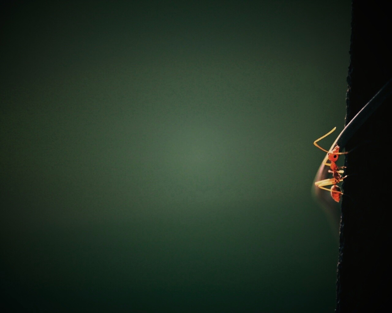 Муравей-пожарник обои