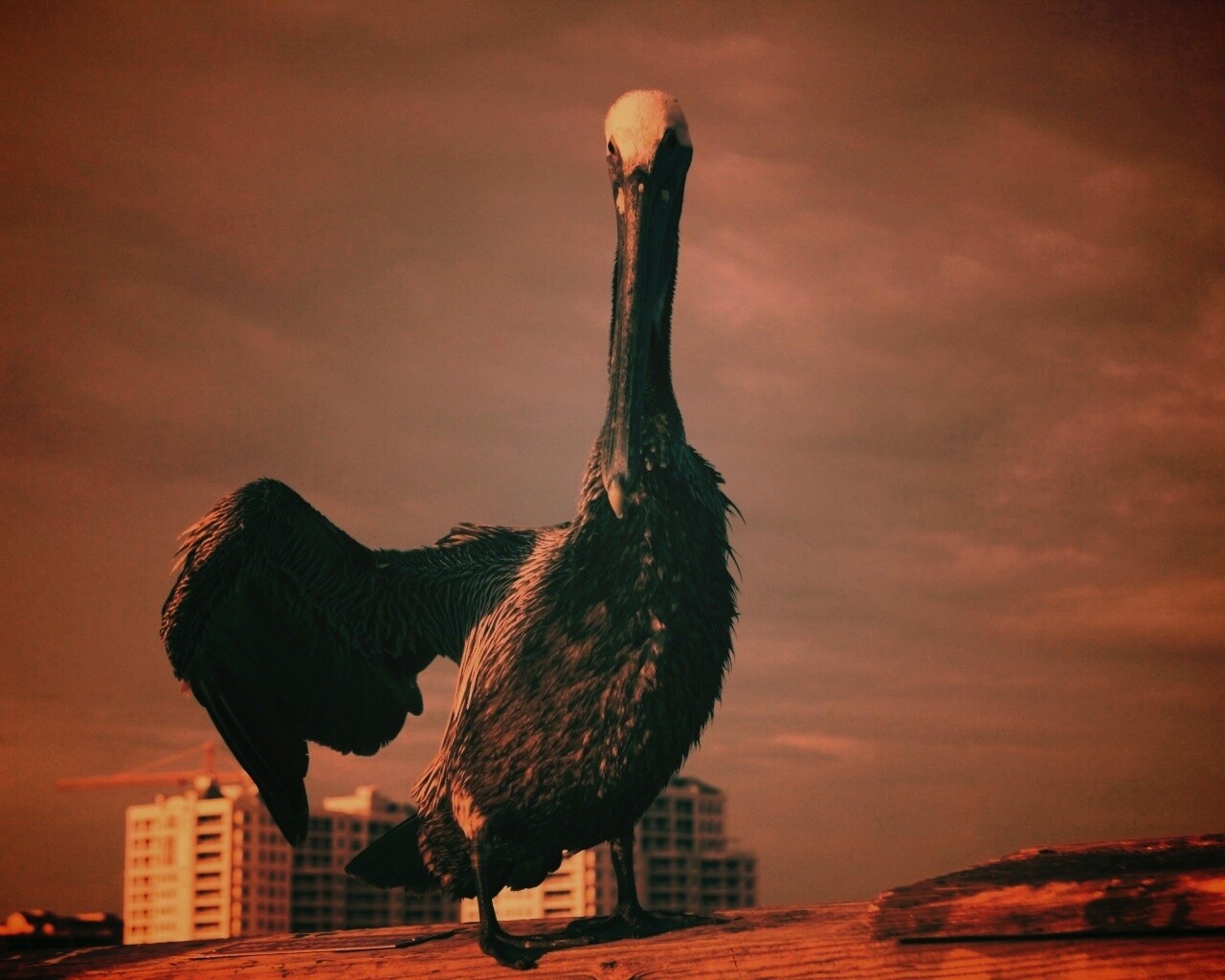 Привет, пеликан! обои