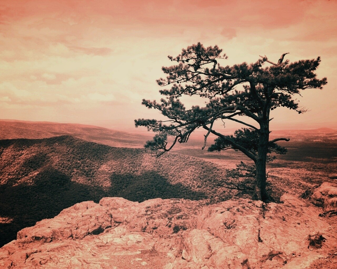 Горное дерево в черно-белых тонах обои