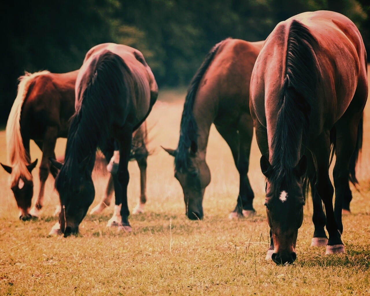 Время пощипать травку обои