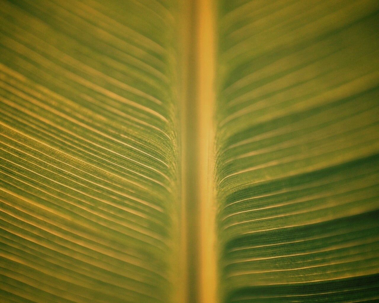 Макро фото листа обои