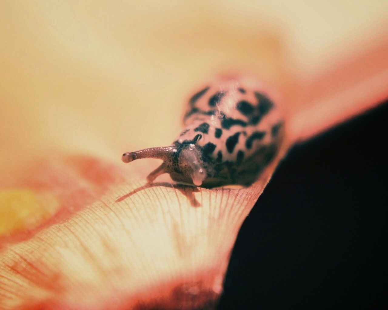 Ползущая улитка обои