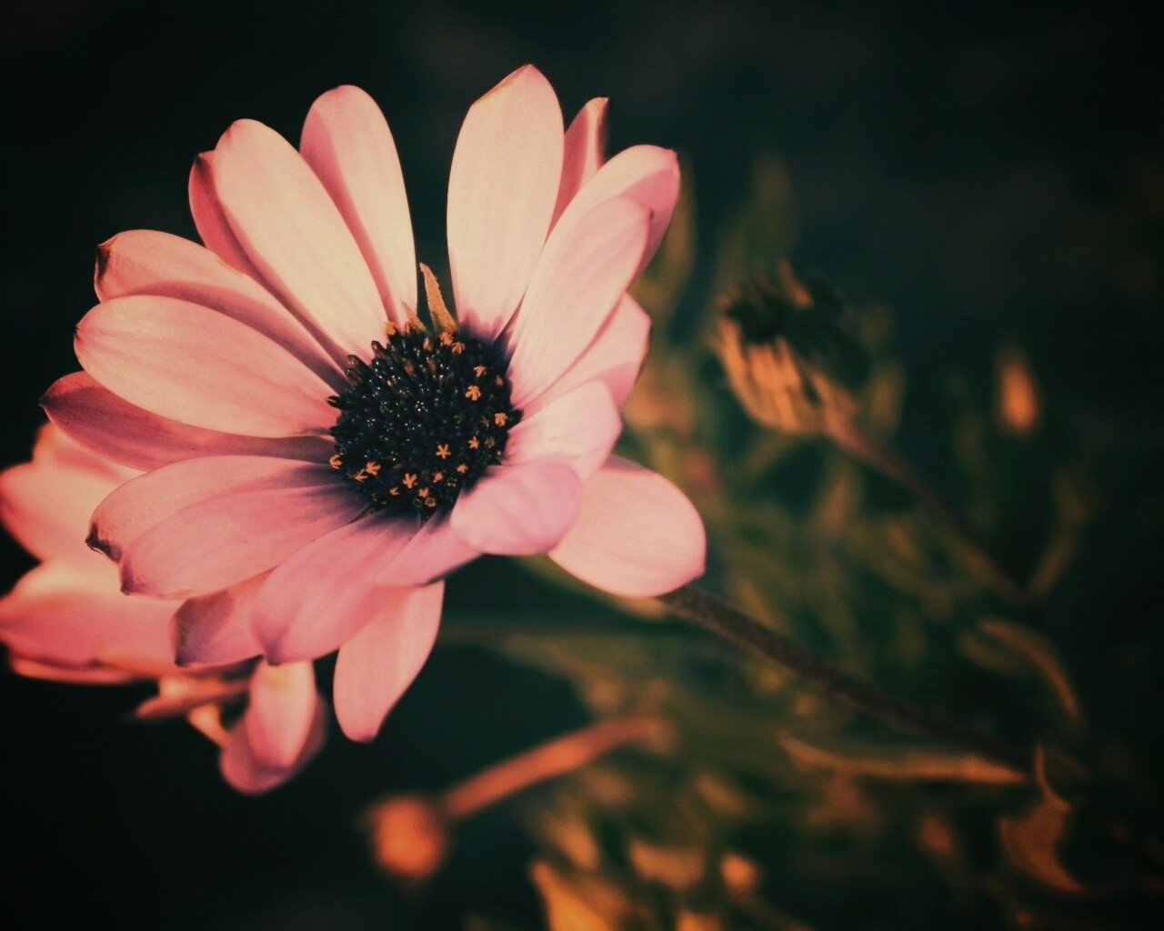 Одинокая фиалка обои