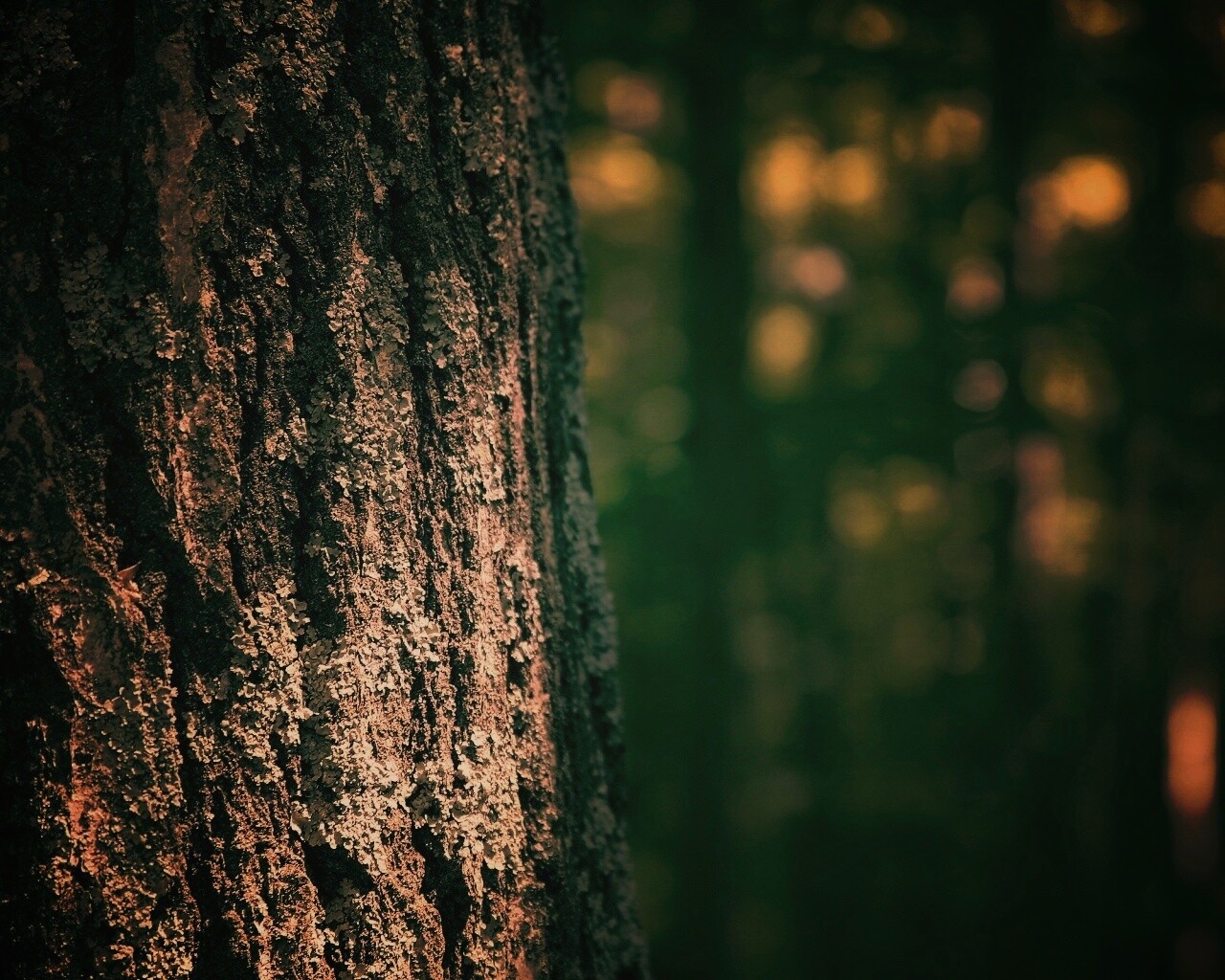 Ствол дерева обои