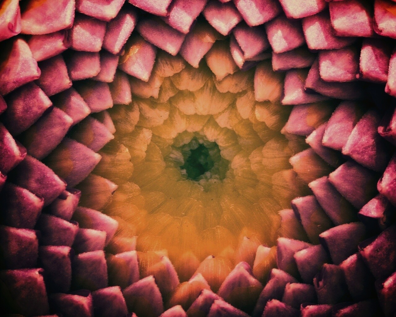 Сердцевина цветка обои