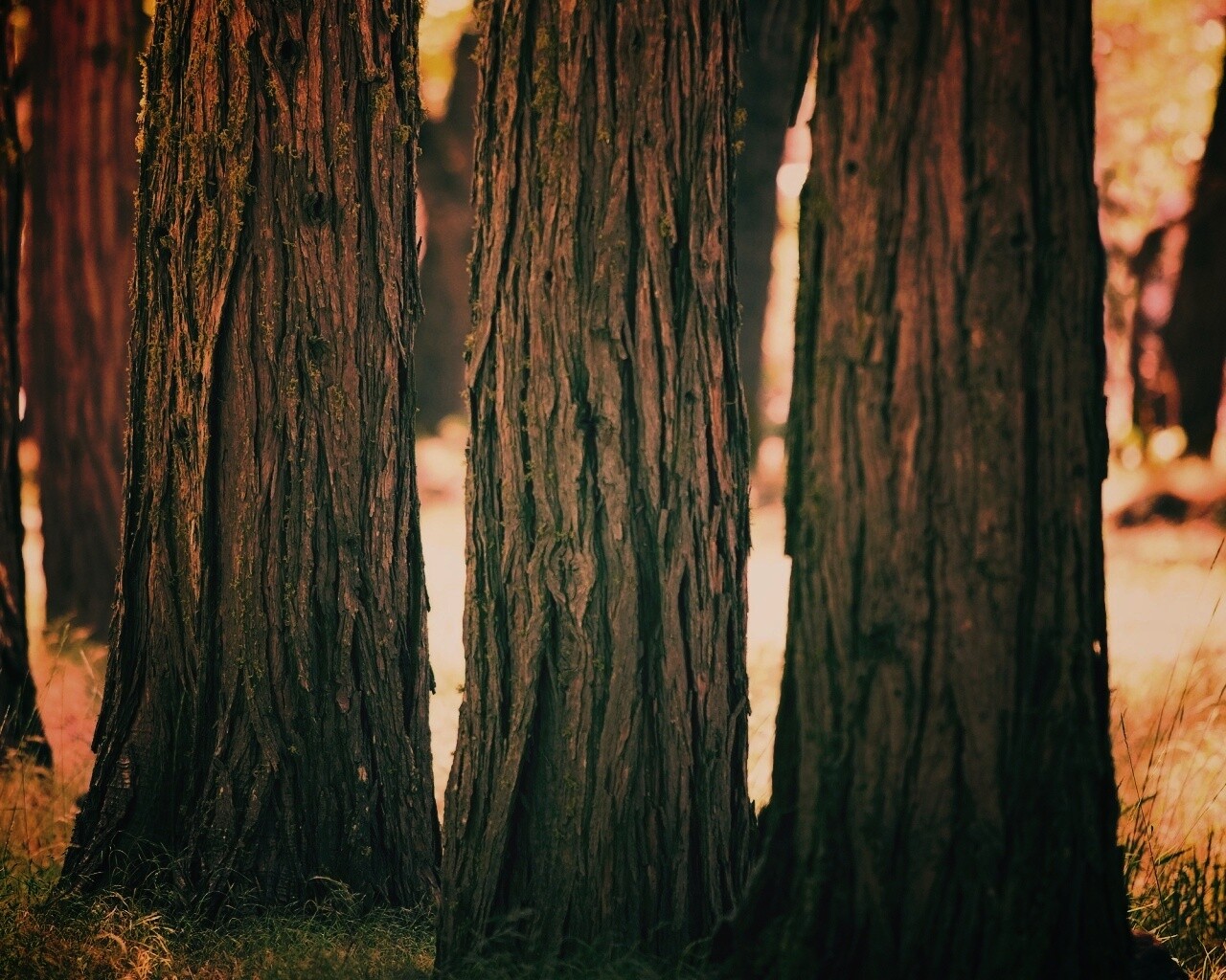 Стволы деревьев  обои