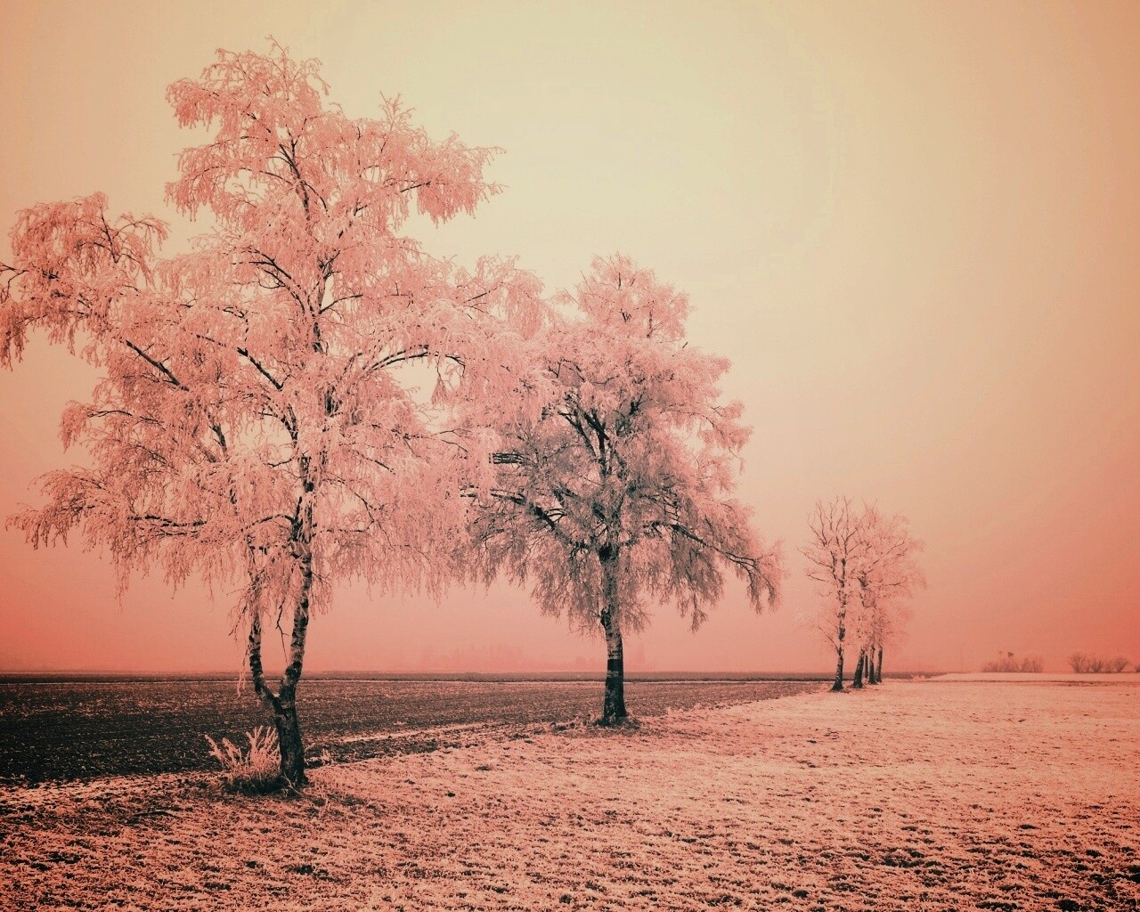 Первый снег обои