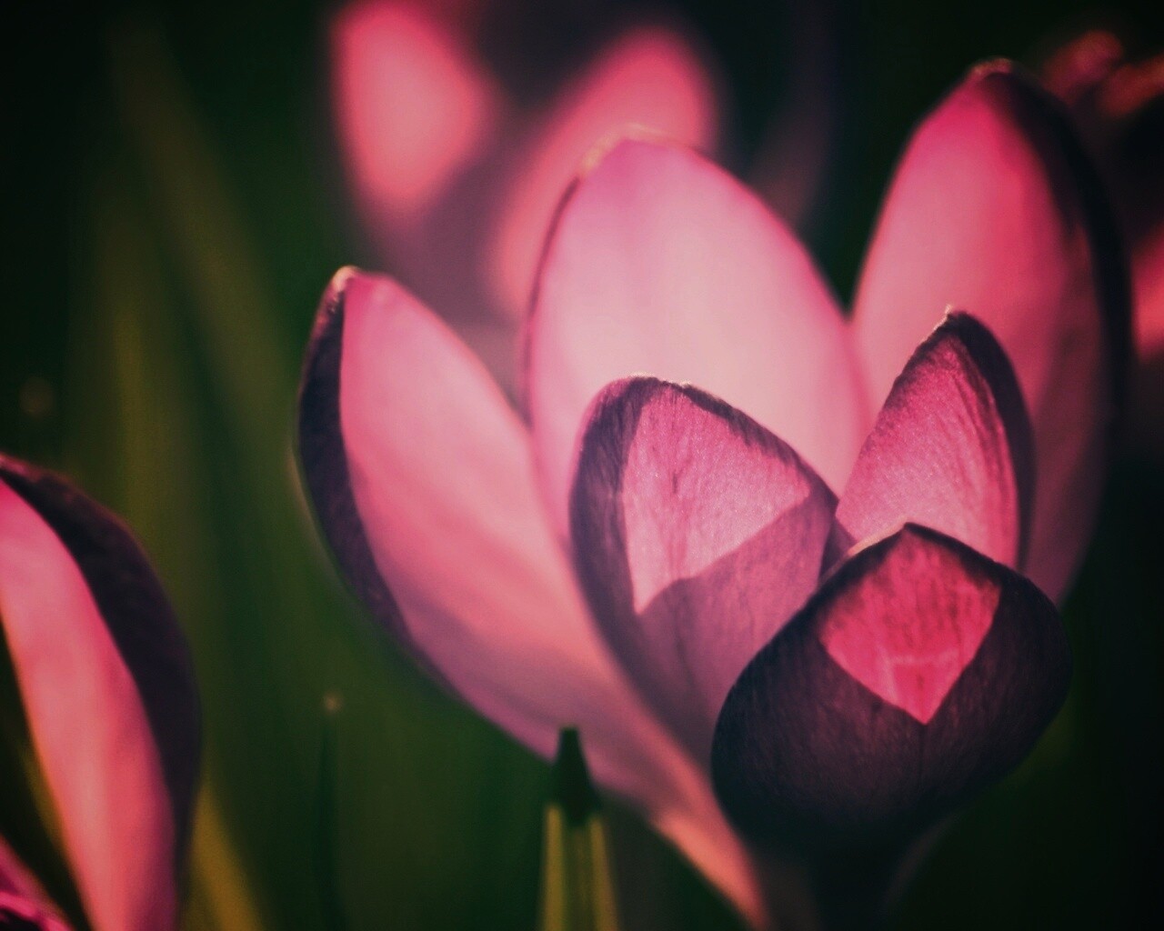 Фиолетовый крокус обои