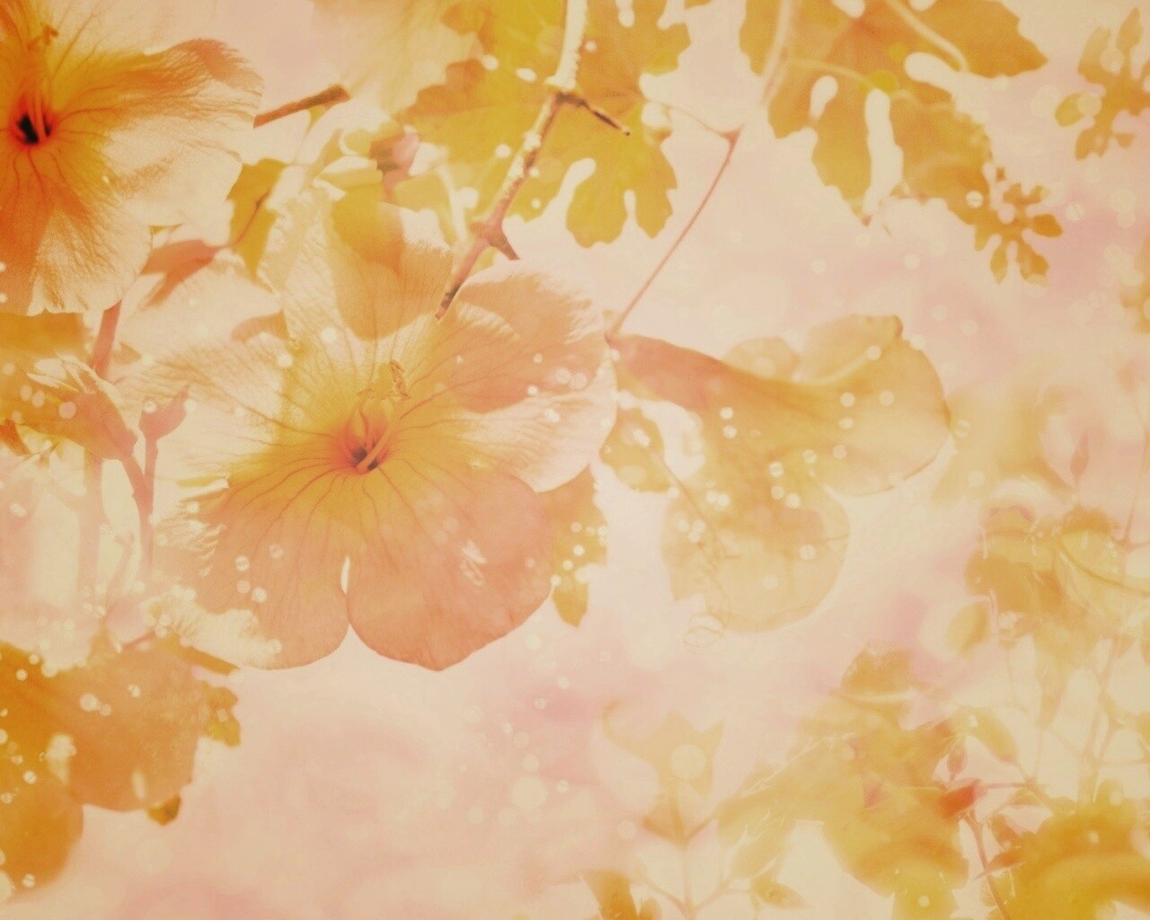 Цветочное настроение обои