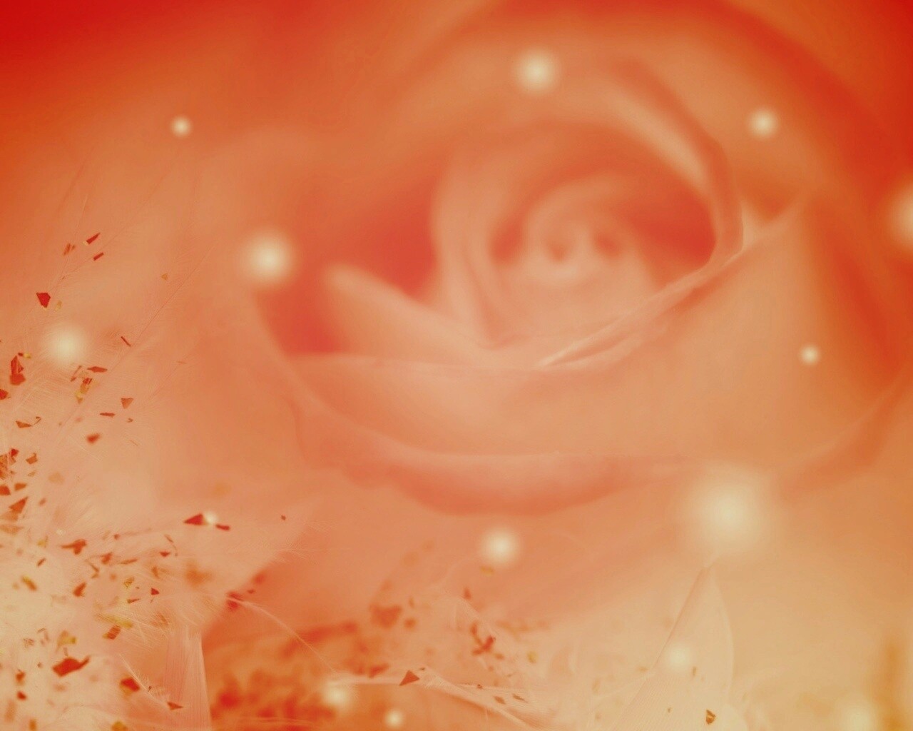 Туманная роза обои