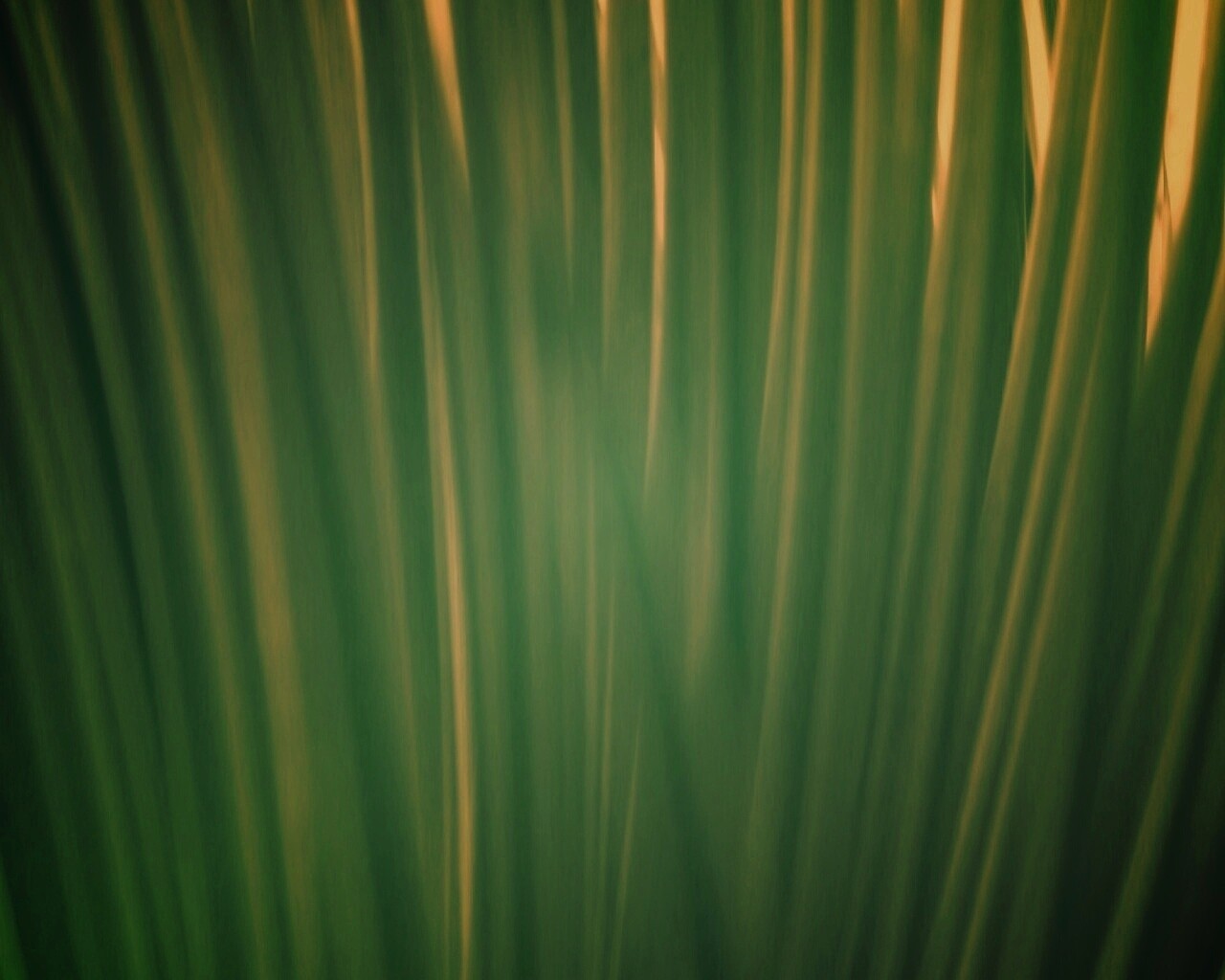 Абстрактная трава обои