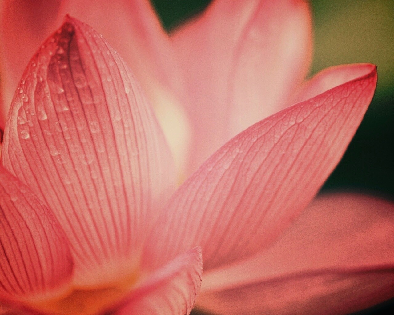 Лепестки цветов обои