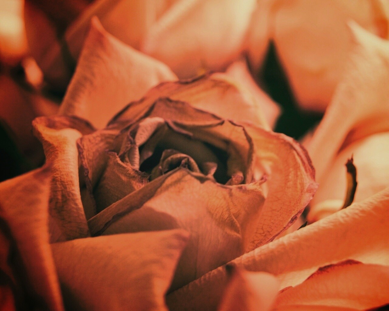 Увядающая роза обои