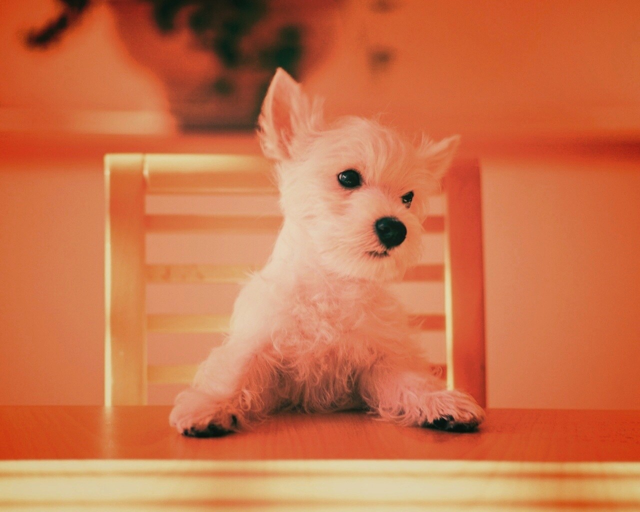 Щенок на стуле обои